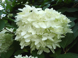 My neighbor's Hydrangea, bloom in late summer.&nbsp; Maryland, U.S.A. 2005