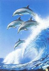 Dolphin Research Center