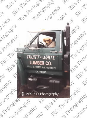 Dog driving truck!
