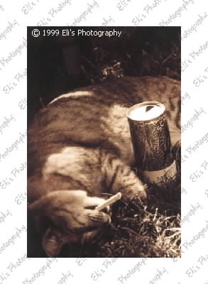 Passed out cat