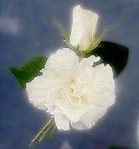 Corsage