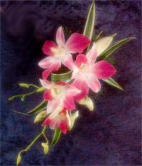 Corsage