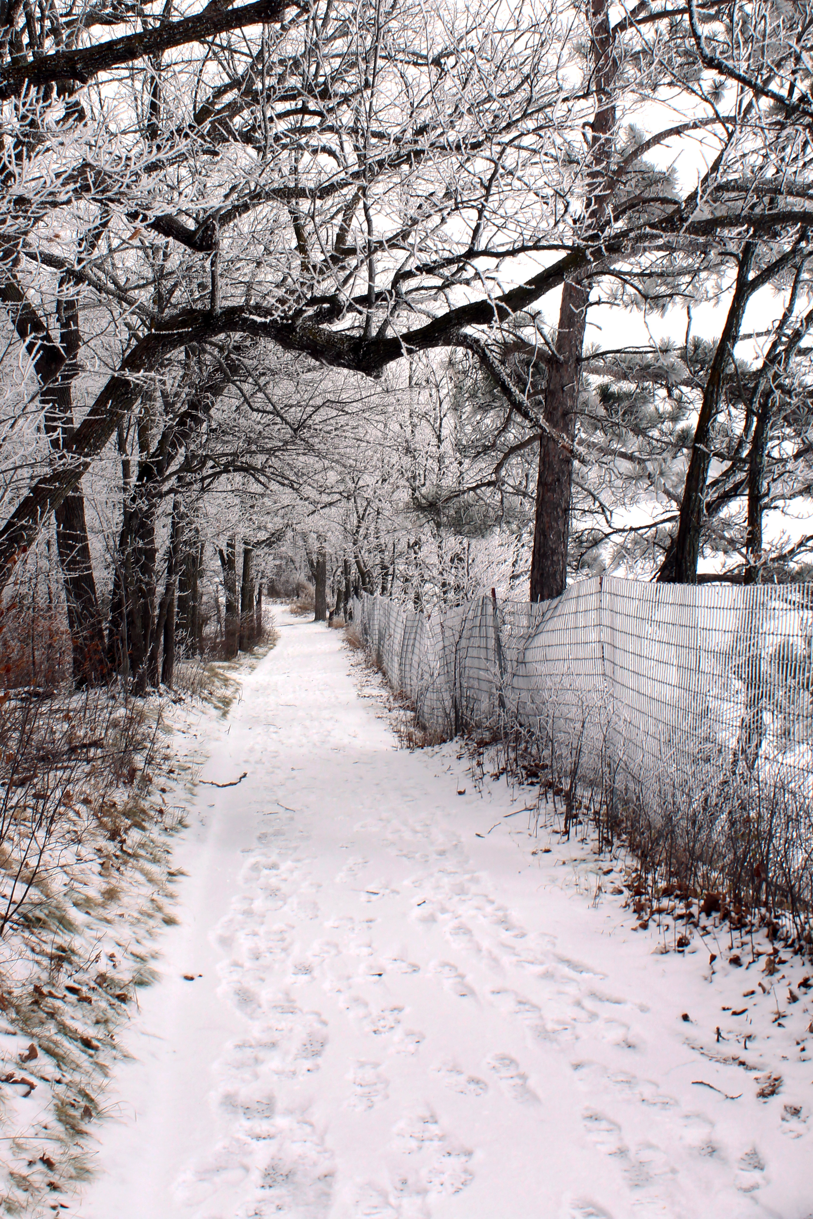 Winter Trail by the Lake