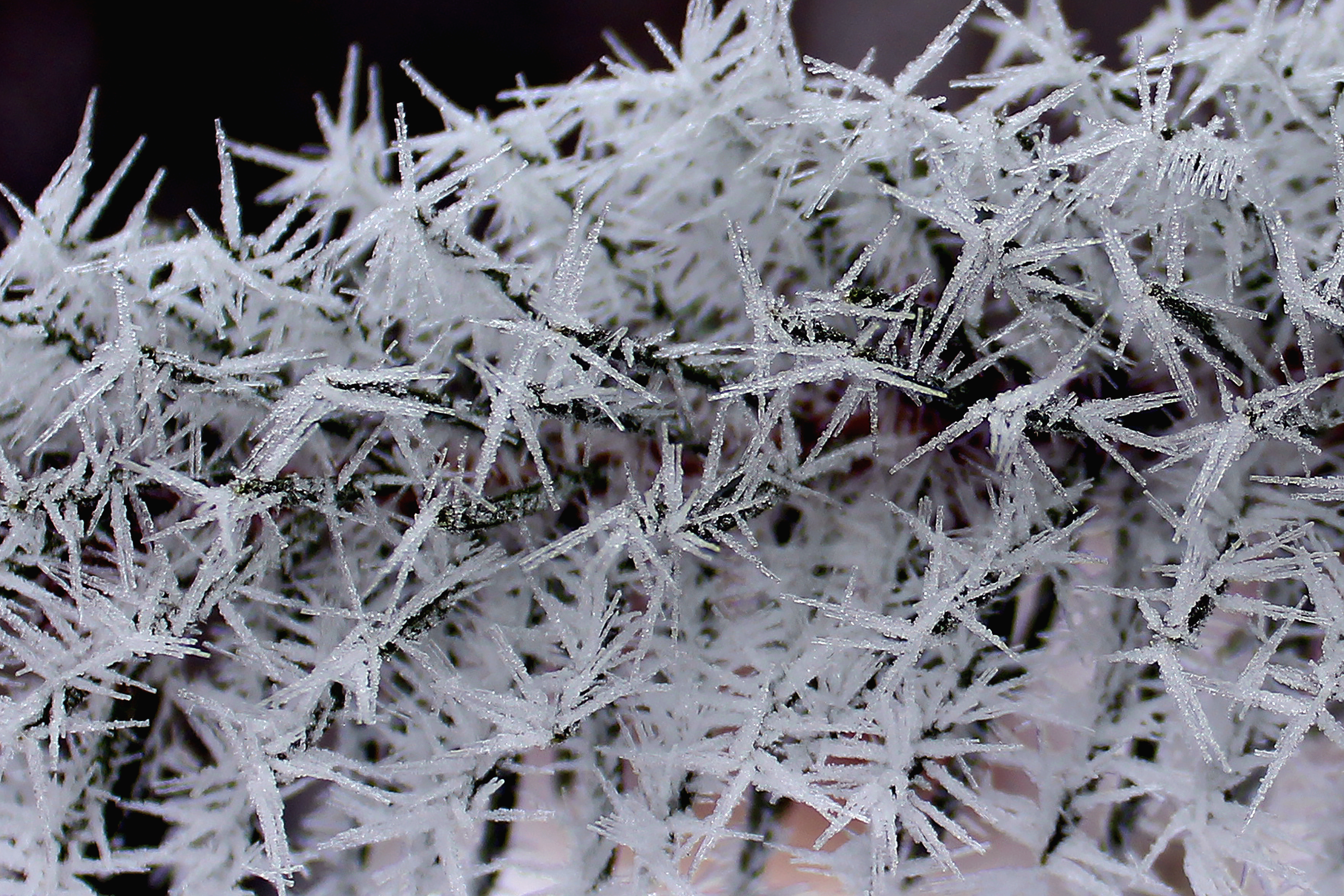 Pine Needles