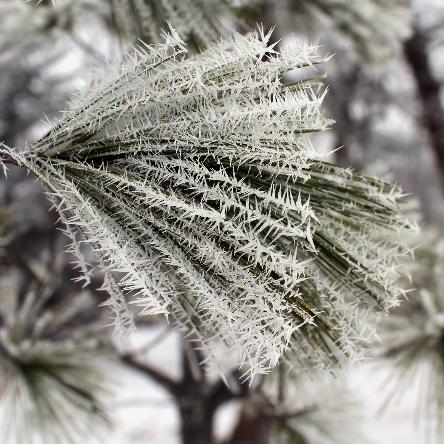 Pine Needles