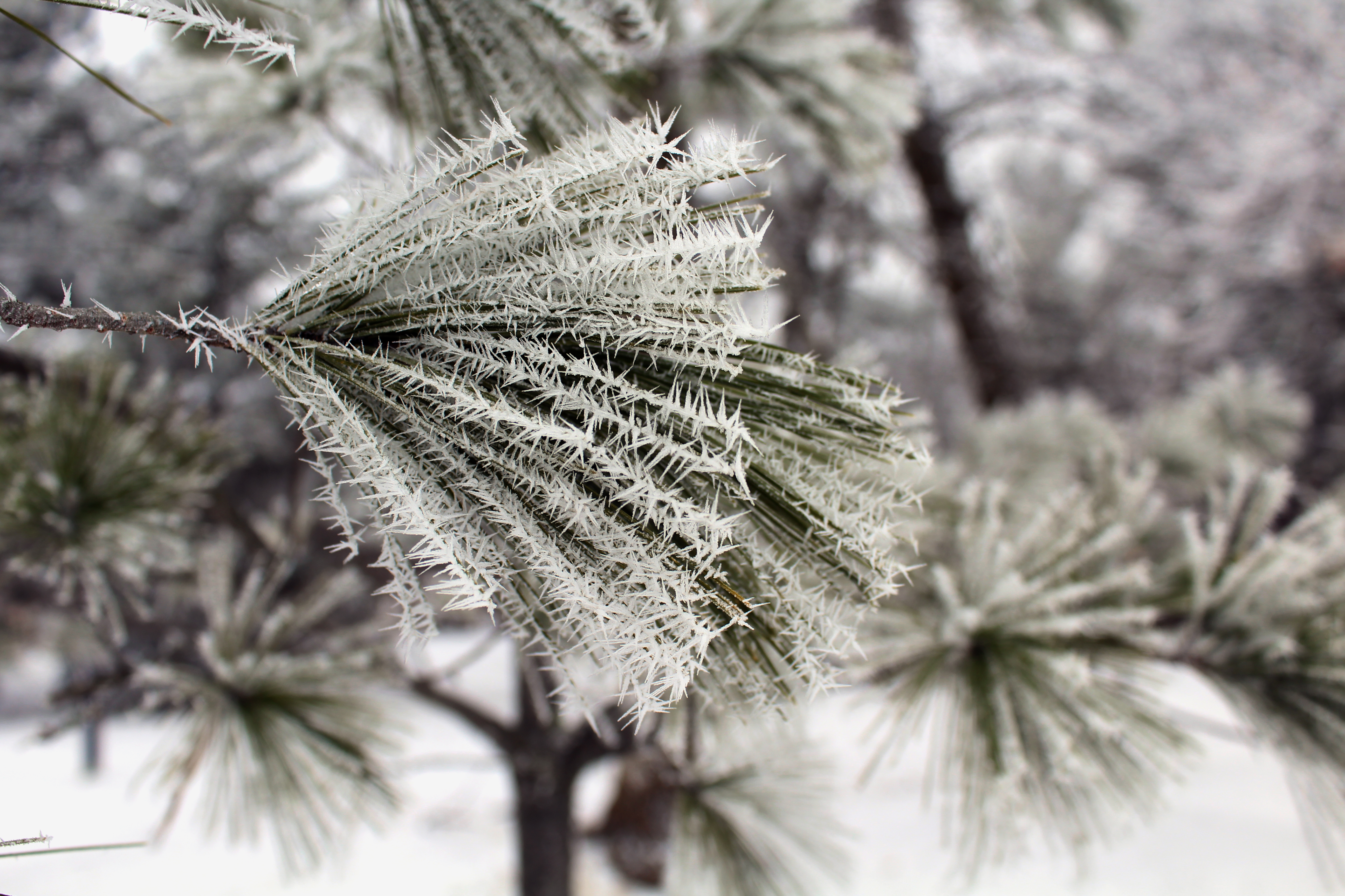 Pine Needles