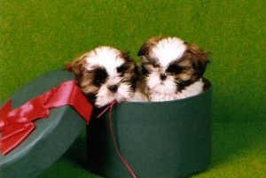 Puppies from our first litter