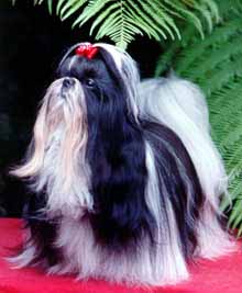 Gidget