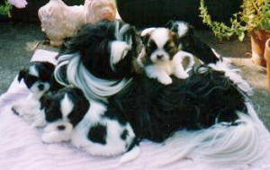 Gidget's 1st Litter