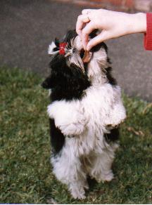 Gidget