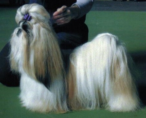 Beau pictured at 21 months