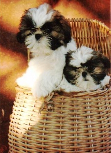 Typical Eljaes Puppies