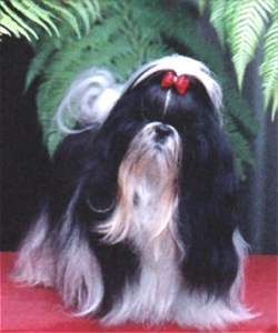 Gidget