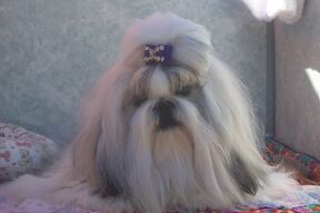 Smudgi