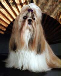Tia