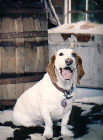 Winnie Dog