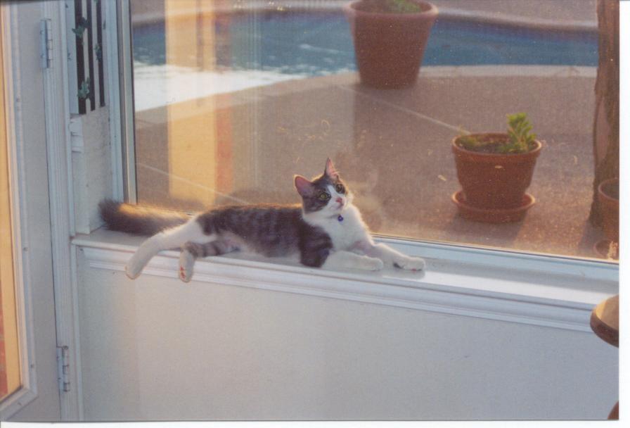 Just chillin' by the pool...