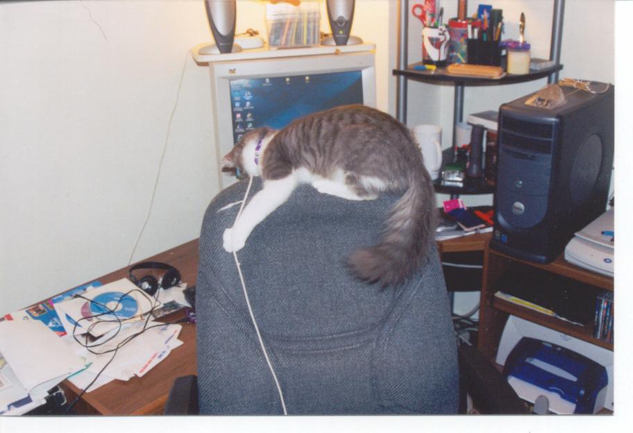 Look out!&nbsp; Here comes the spider-cat...