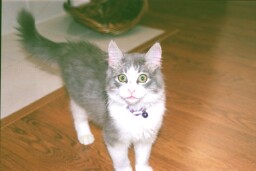 *purrrrrr*
