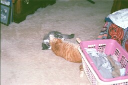 The Grey Flyweight vs. The Orange Behemoth!