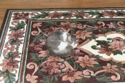 More cuteness....