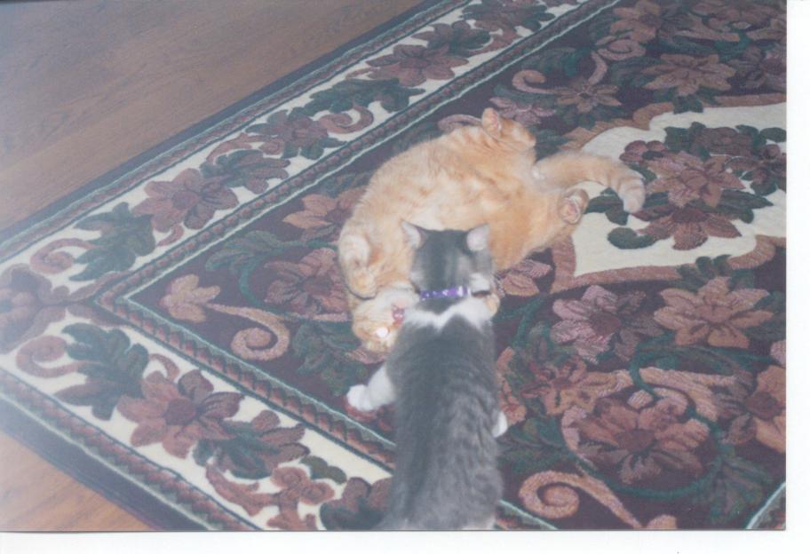Don't count on it, kitten...