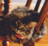 The fuzzy cat