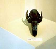 essence of deer