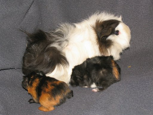 Mum Felicity and her babies!