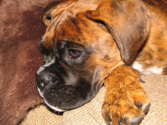 Click here to see more photos of Rasmus!