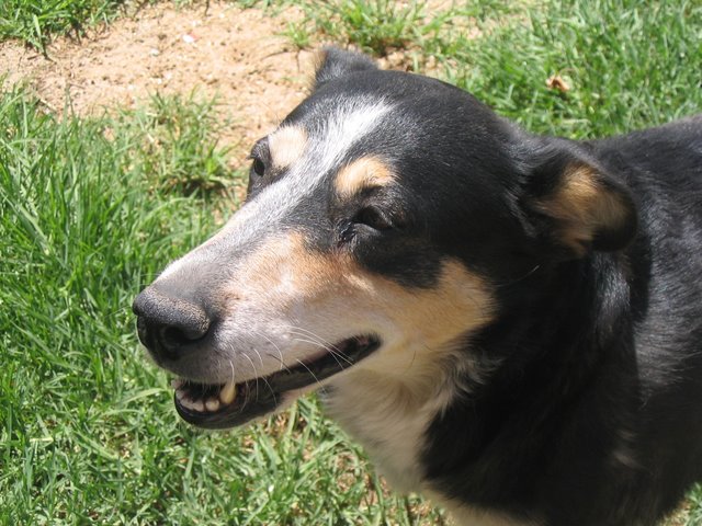 Sally - Border Collie X!