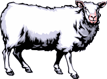 lamb