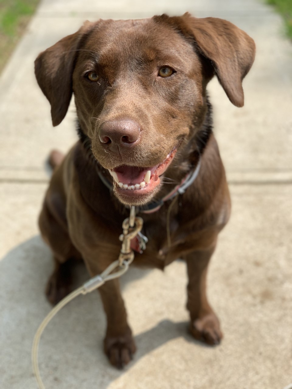 Roxy