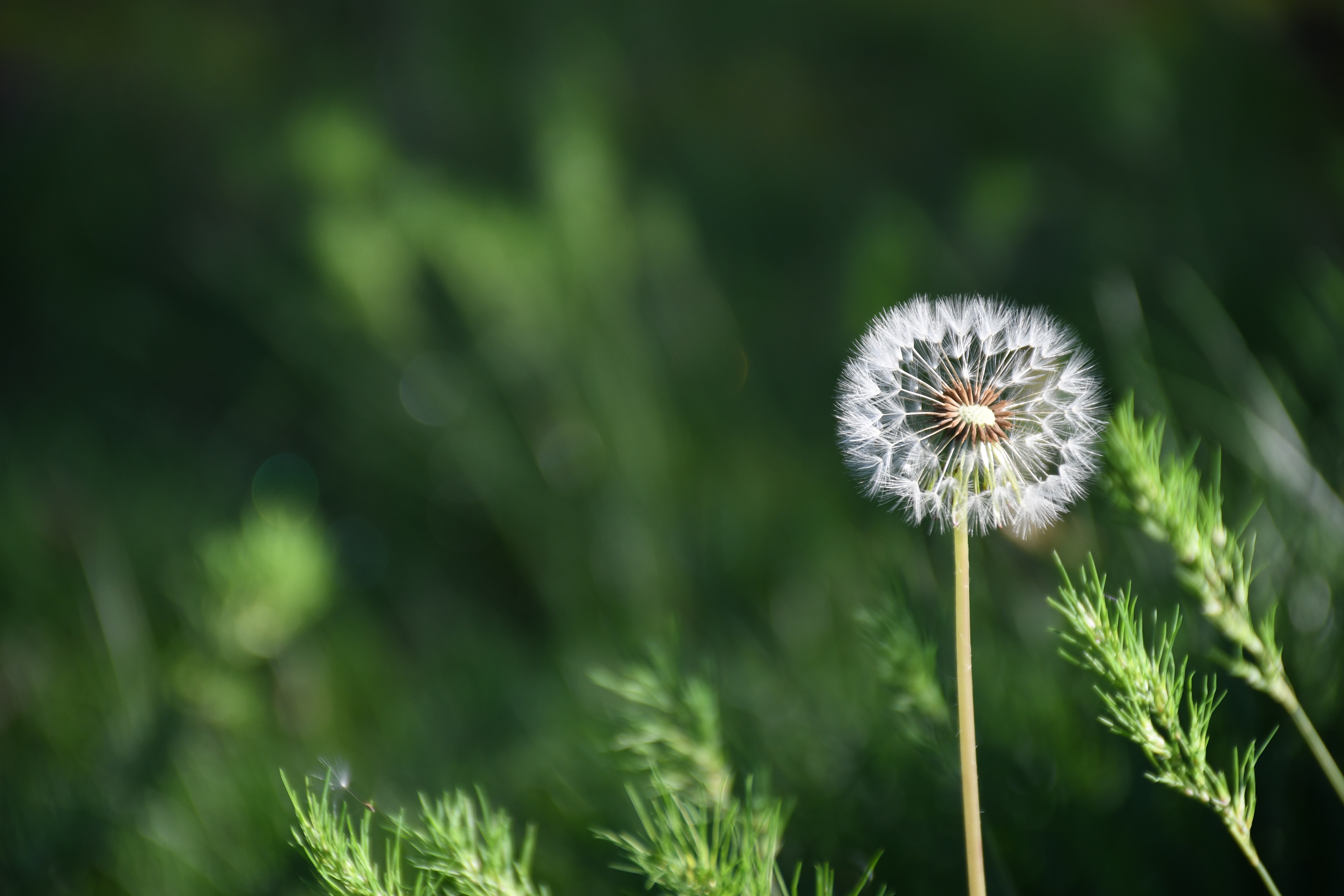 dandy1