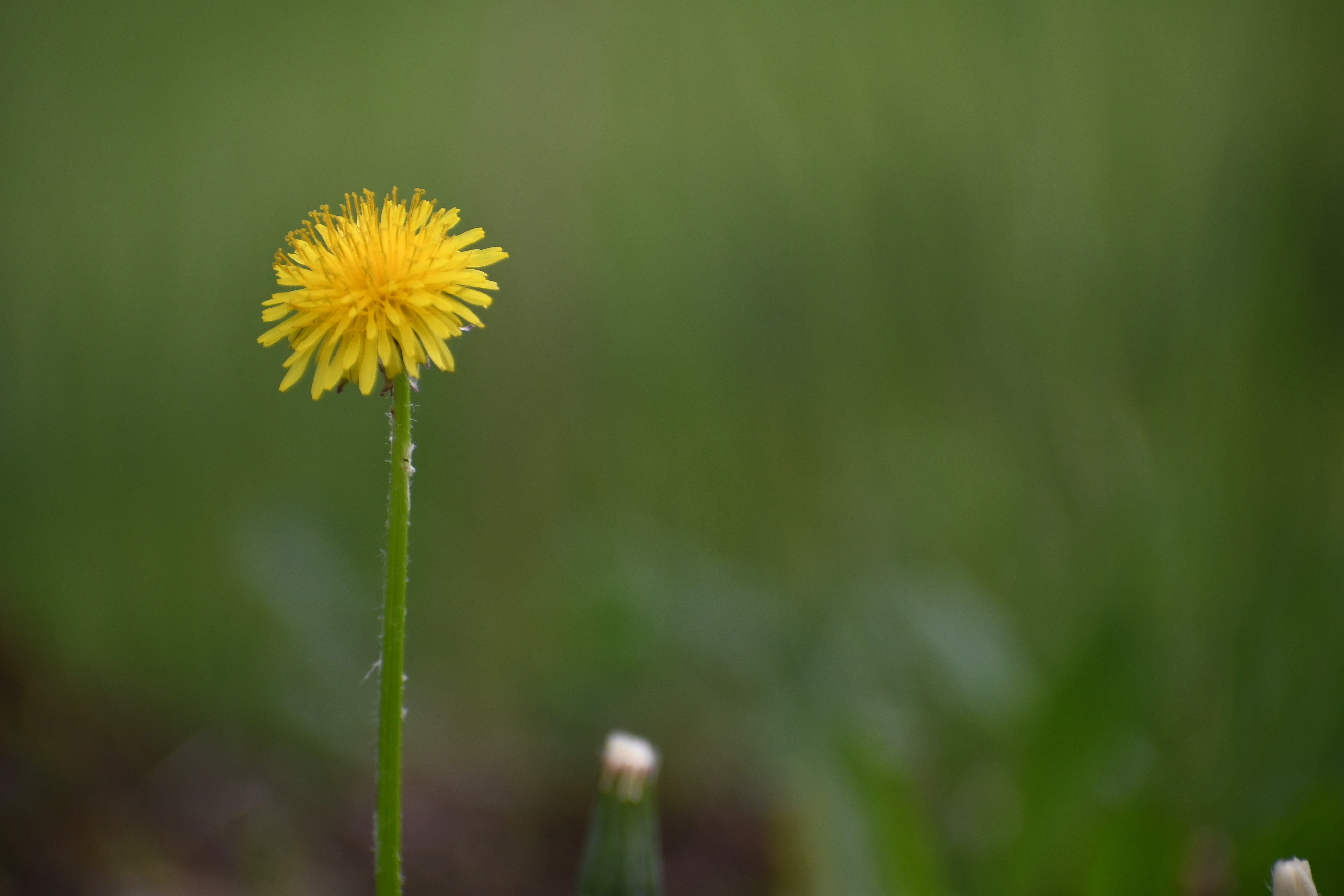 dandy2