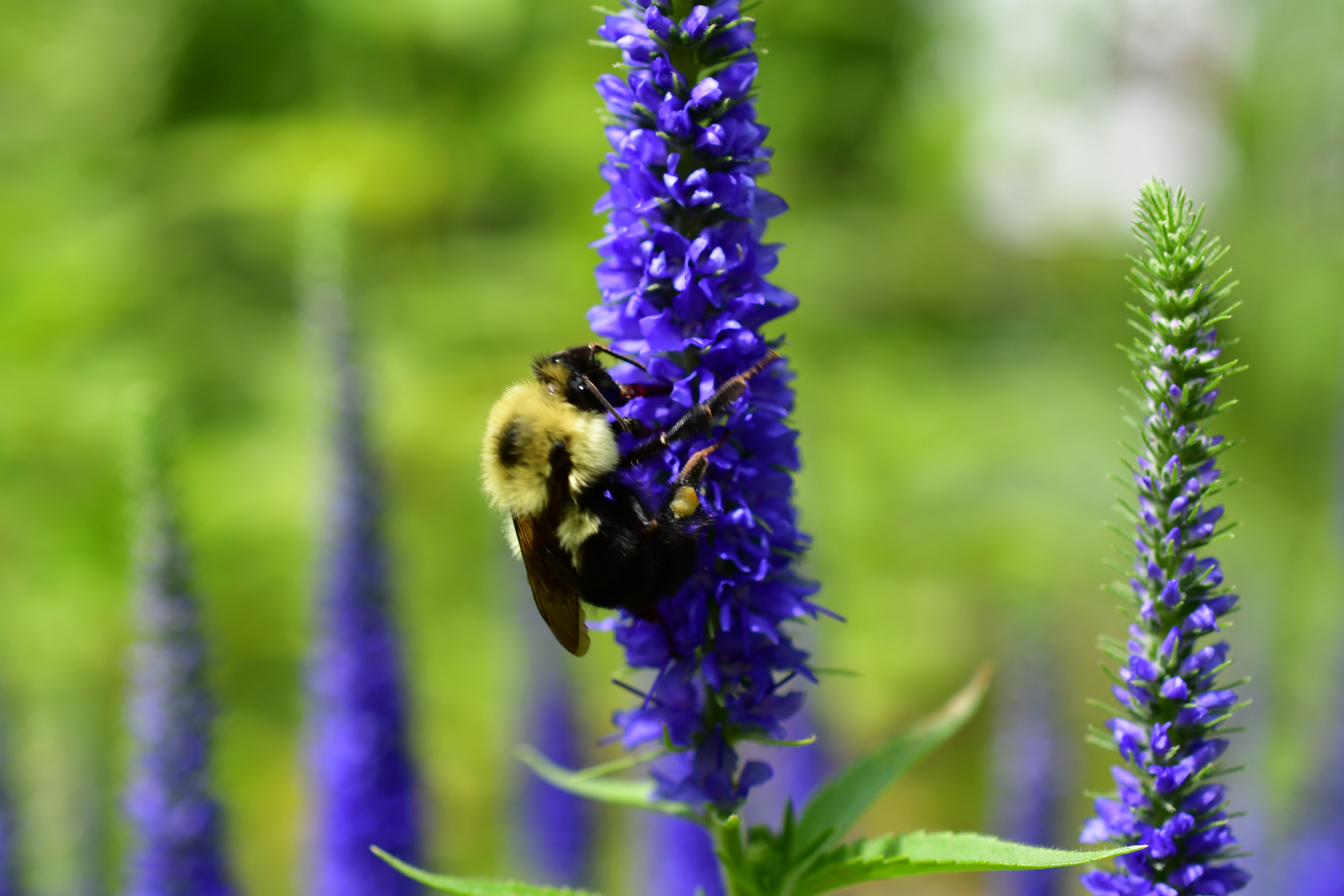 bee