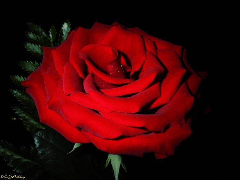 he loves me not
