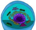 cell