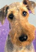 airedale rescue