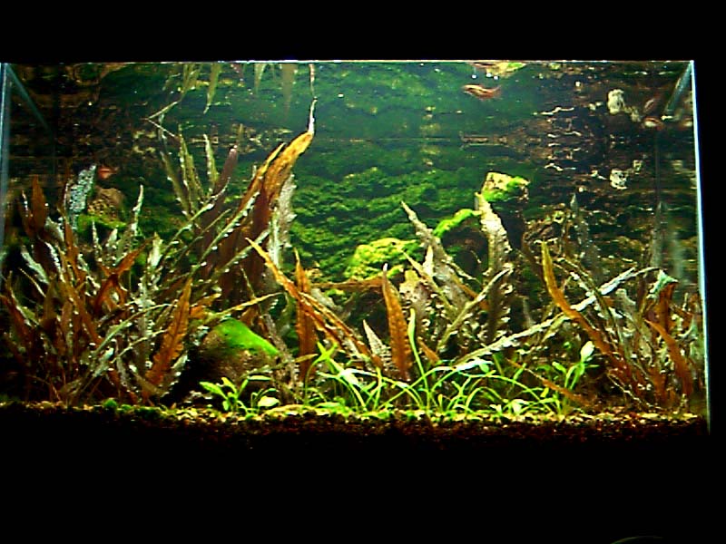 Sri Lankan Stream Biotope