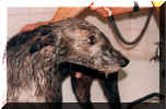 archie.jpg (27365 bytes)
