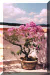 bougainvillia.jpg (50548 bytes)