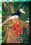 hornbill.jpg (37965 bytes)