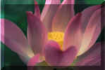 lotus.jpg (13701 bytes)