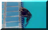 poolfrog.jpg (14669 bytes)