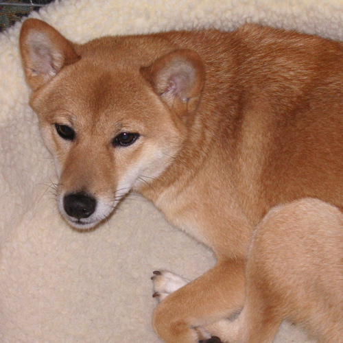 Shiba Inu