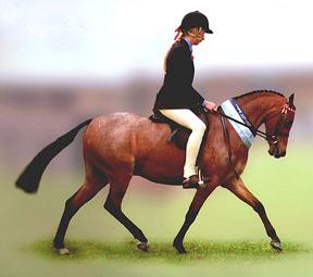 Marconi Mattisse owned by A. Carter