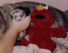 My Two Elmos
