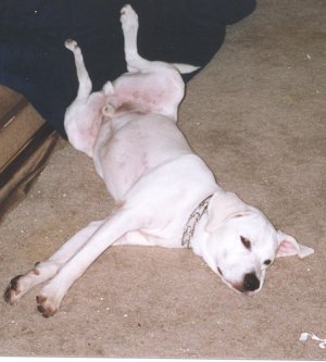 My Lazy dog Spunkey.