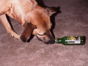 Bay's favorite drink